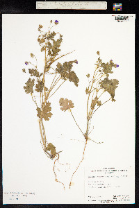 Erodium cygnorum image