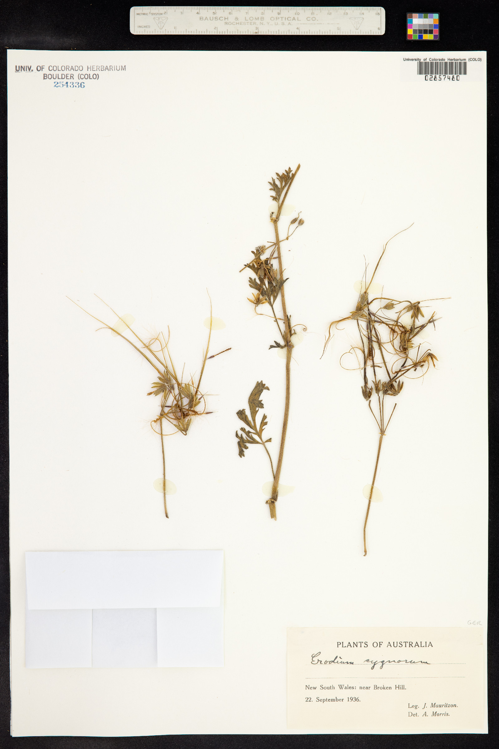 Erodium cygnorum image