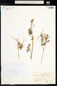 Erodium cygnorum image