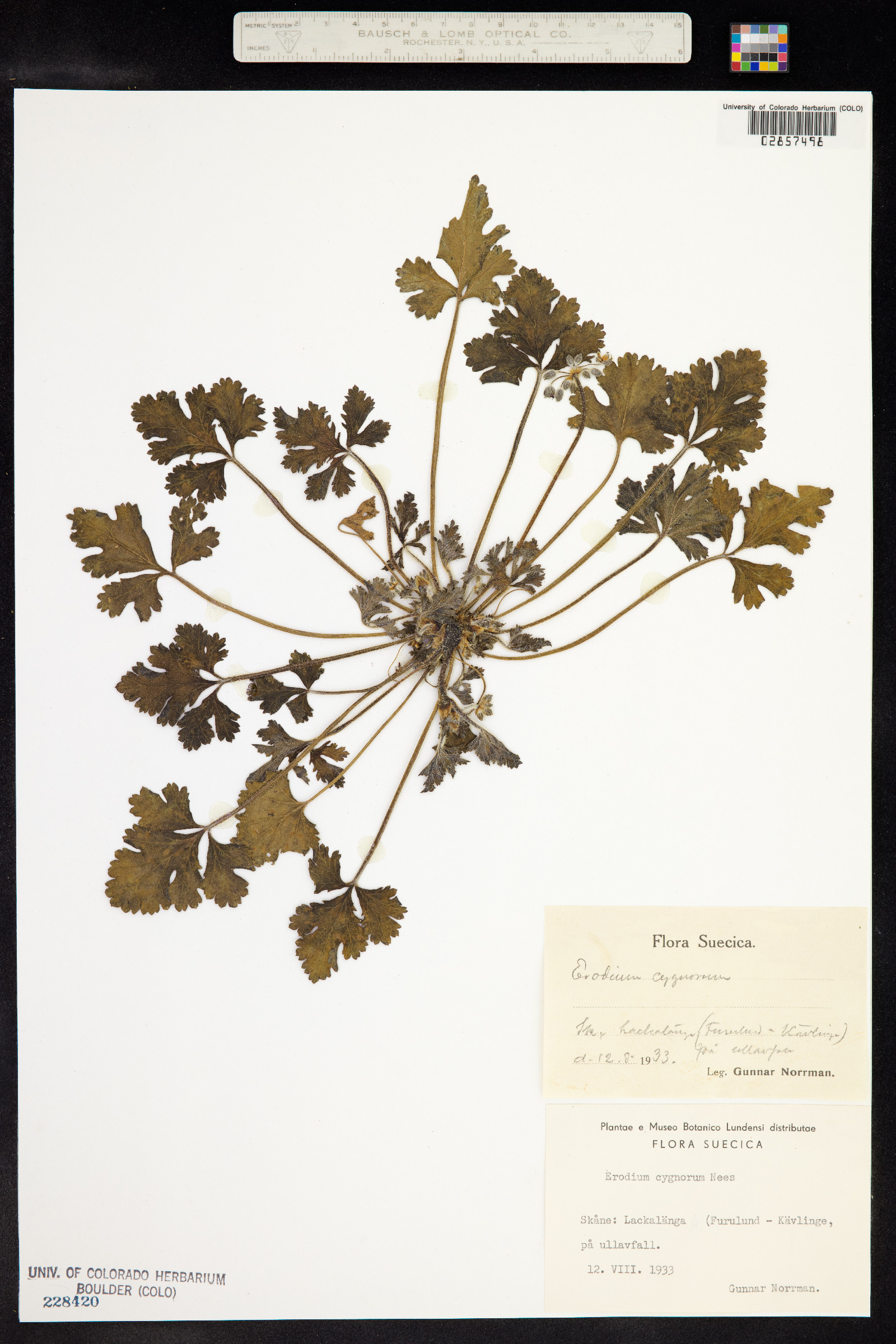 Erodium cygnorum image