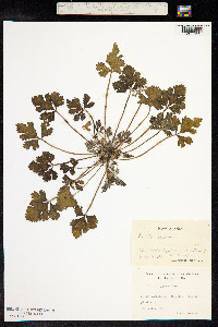 Erodium cygnorum image