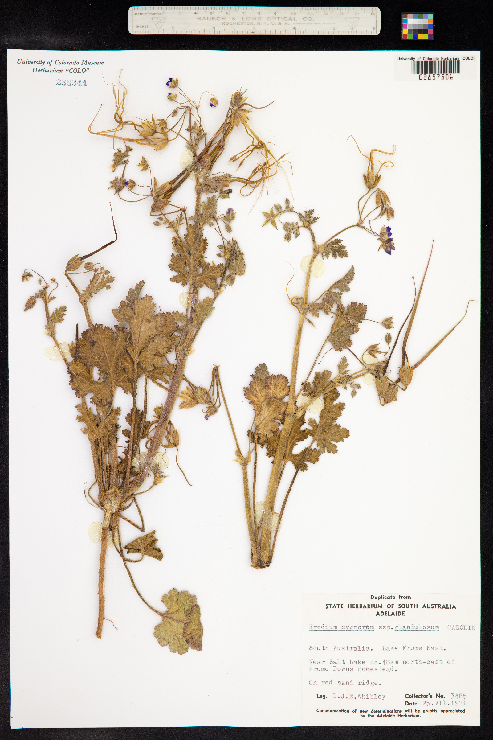 Erodium cygnorum image