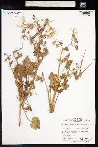 Erodium cygnorum image