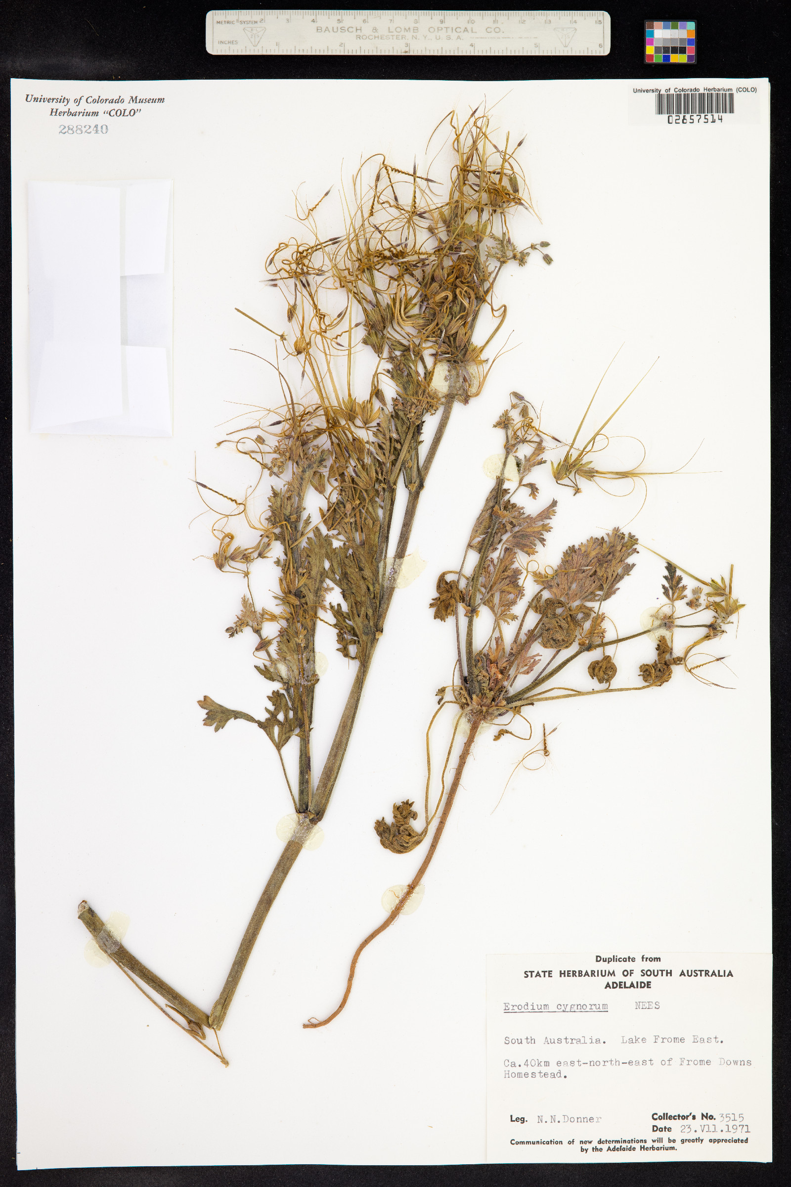 Erodium cygnorum image