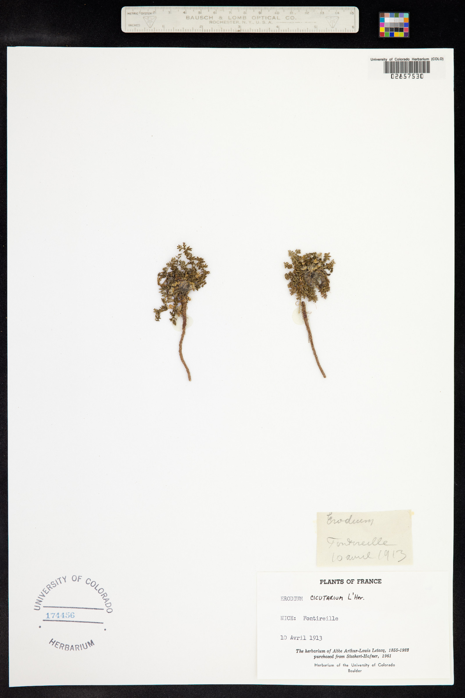 Erodium cicutarium image