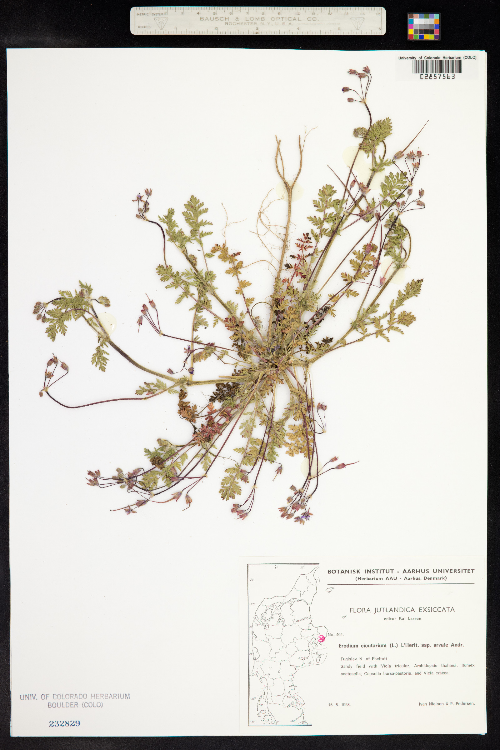 Erodium cicutarium image