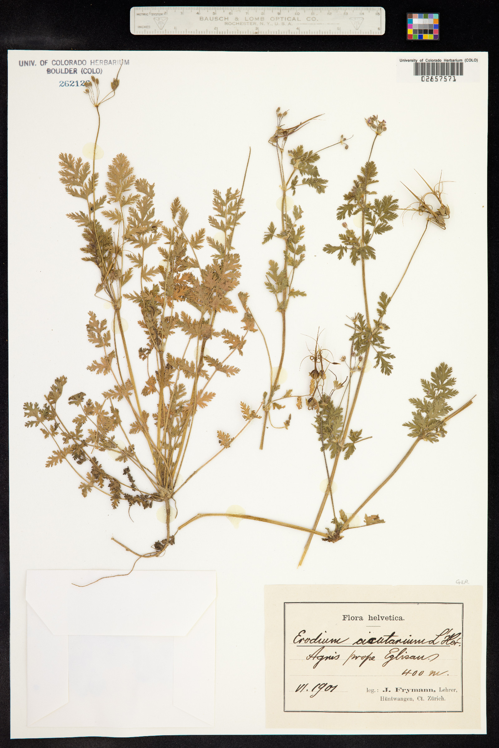 Erodium cicutarium image
