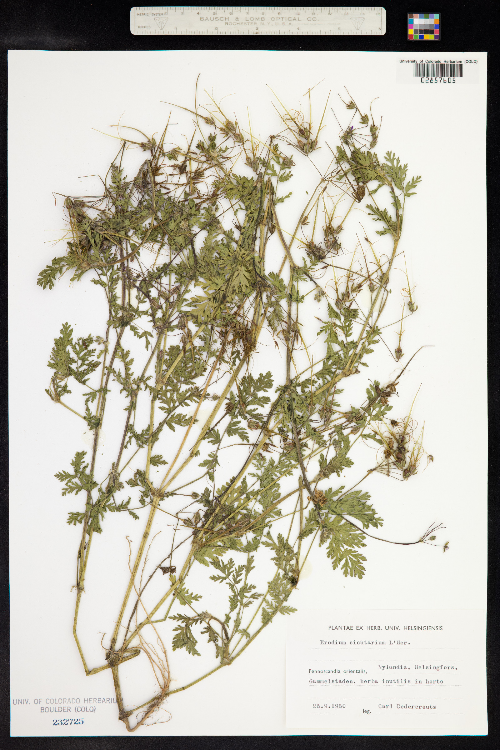 Erodium cicutarium image