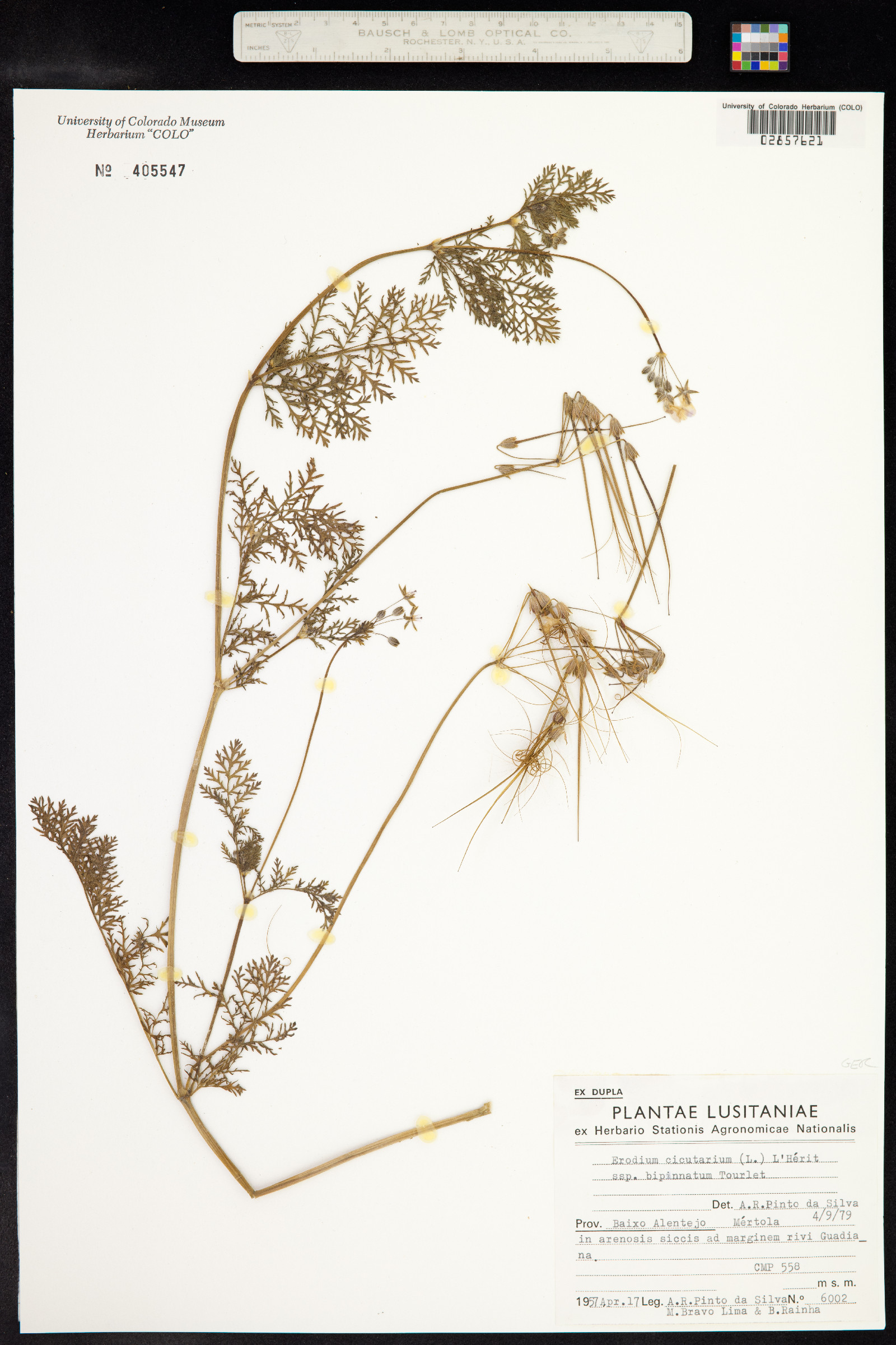 Erodium cicutarium image