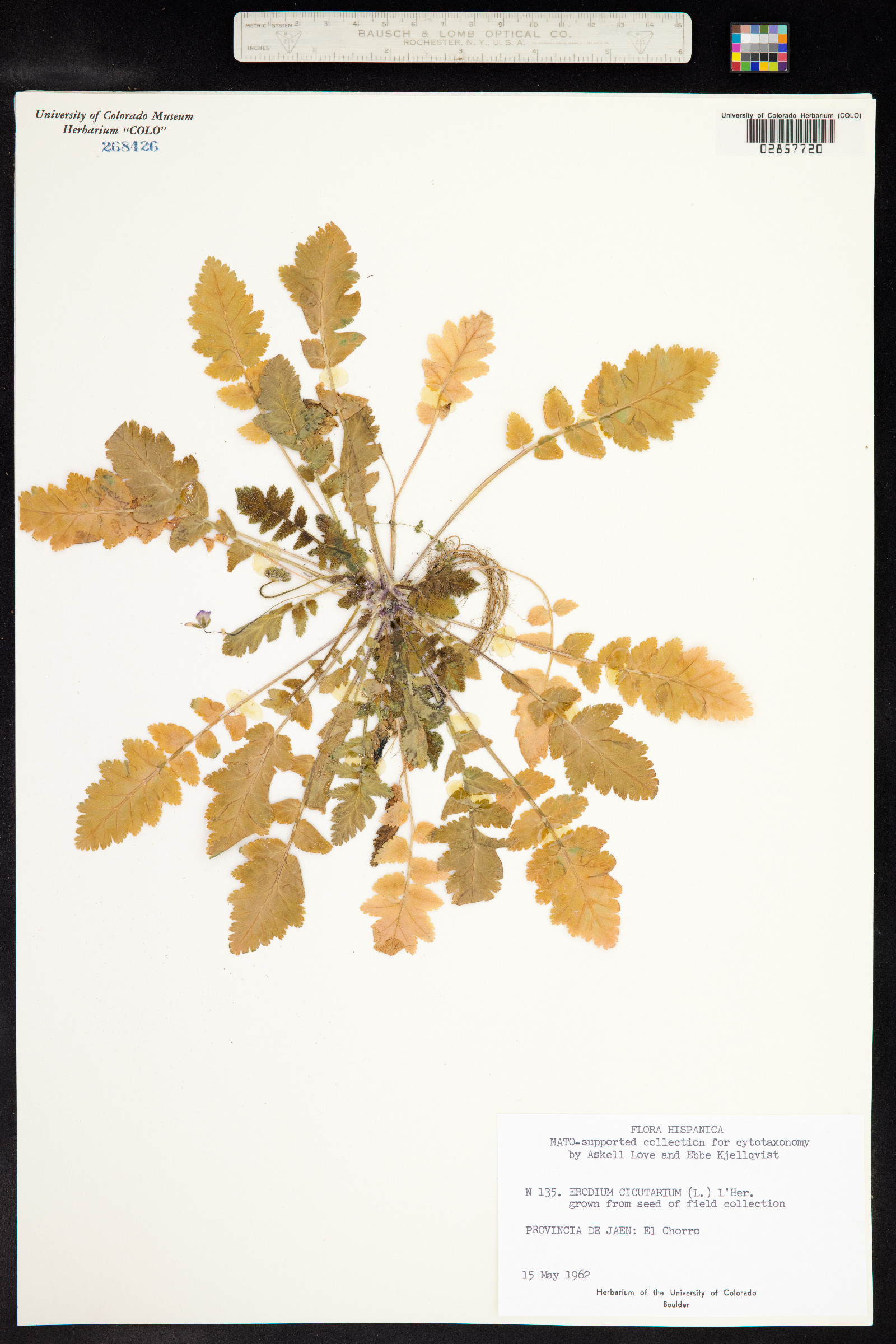 Erodium cicutarium image