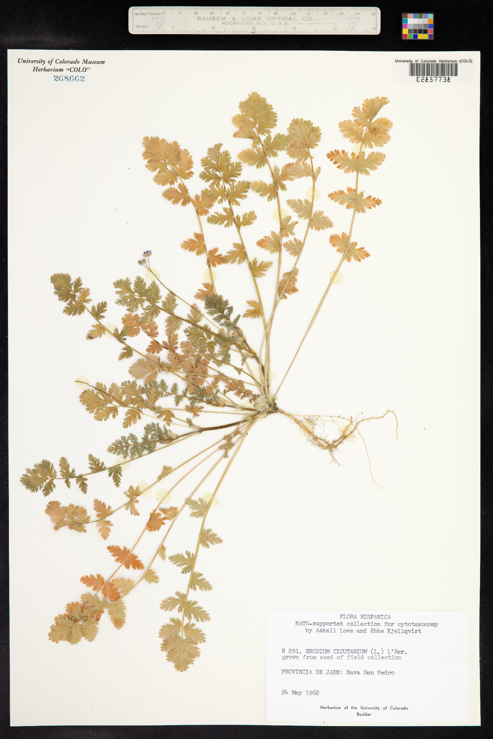Erodium cicutarium image