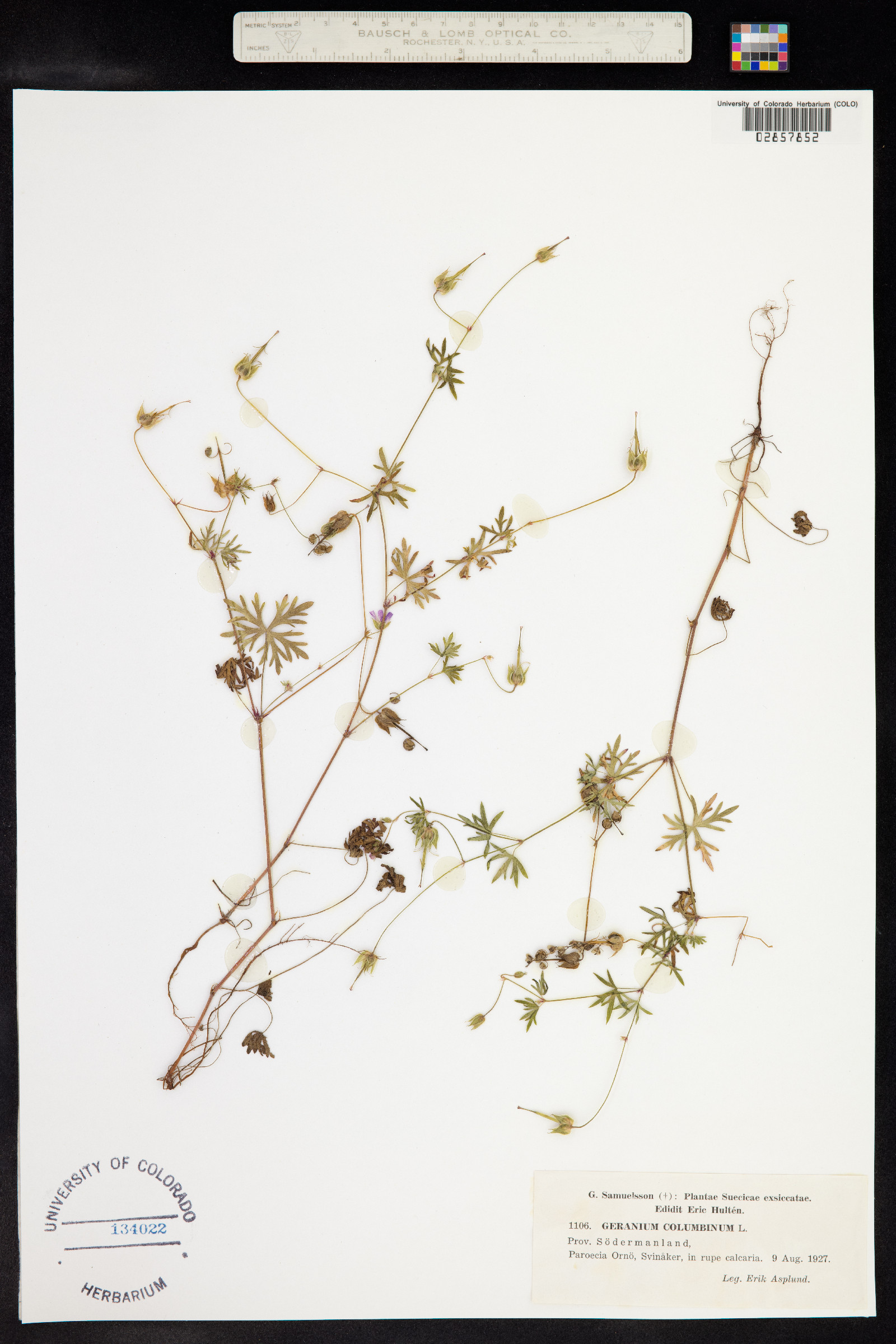 Geranium columbinum image