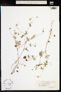 Geranium columbinum image