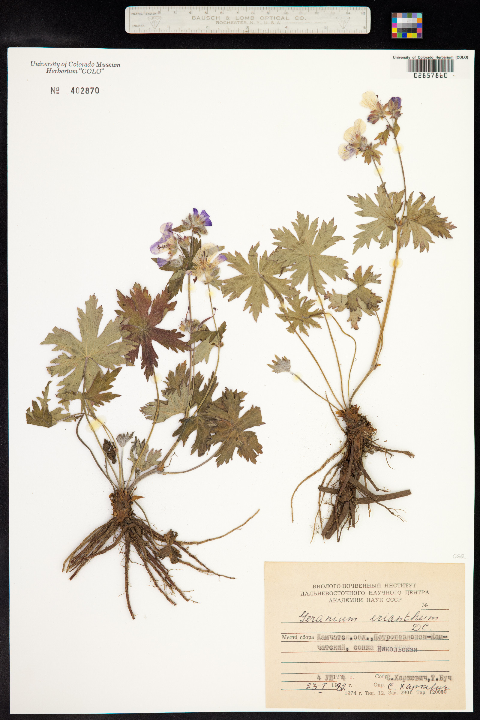 Geranium erianthum image
