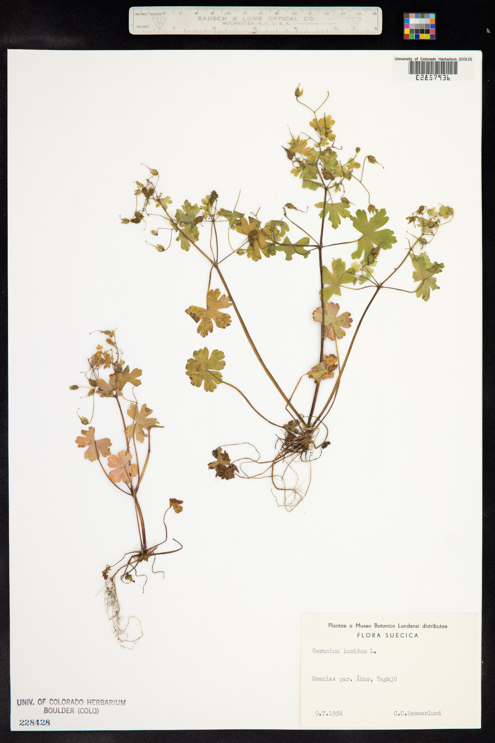 Geranium lucidum image