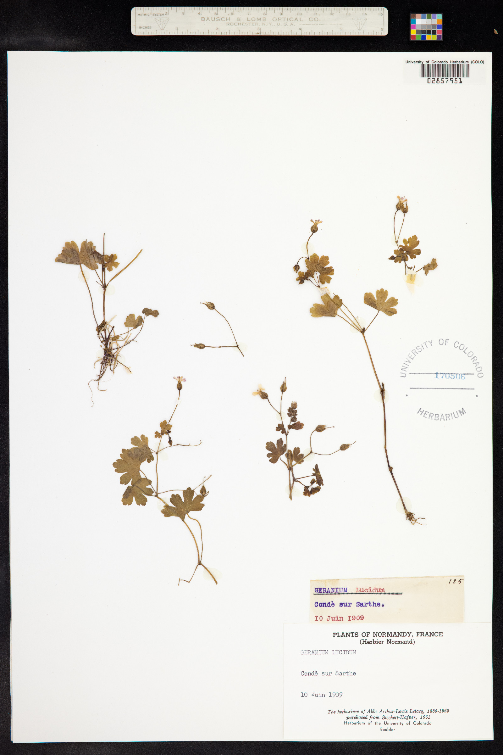 Geranium lucidum image