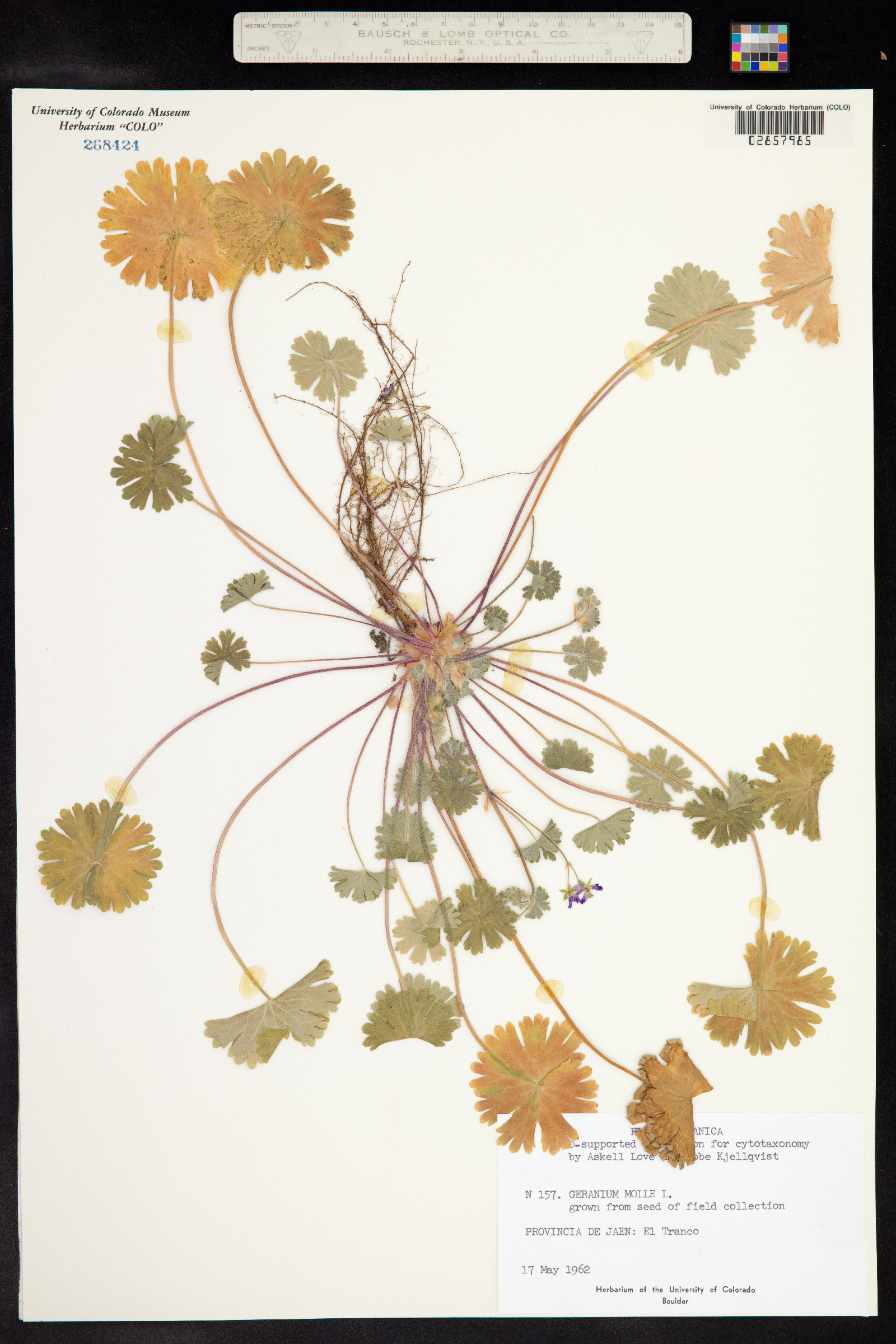 Geranium molle image