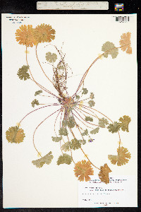 Geranium molle image