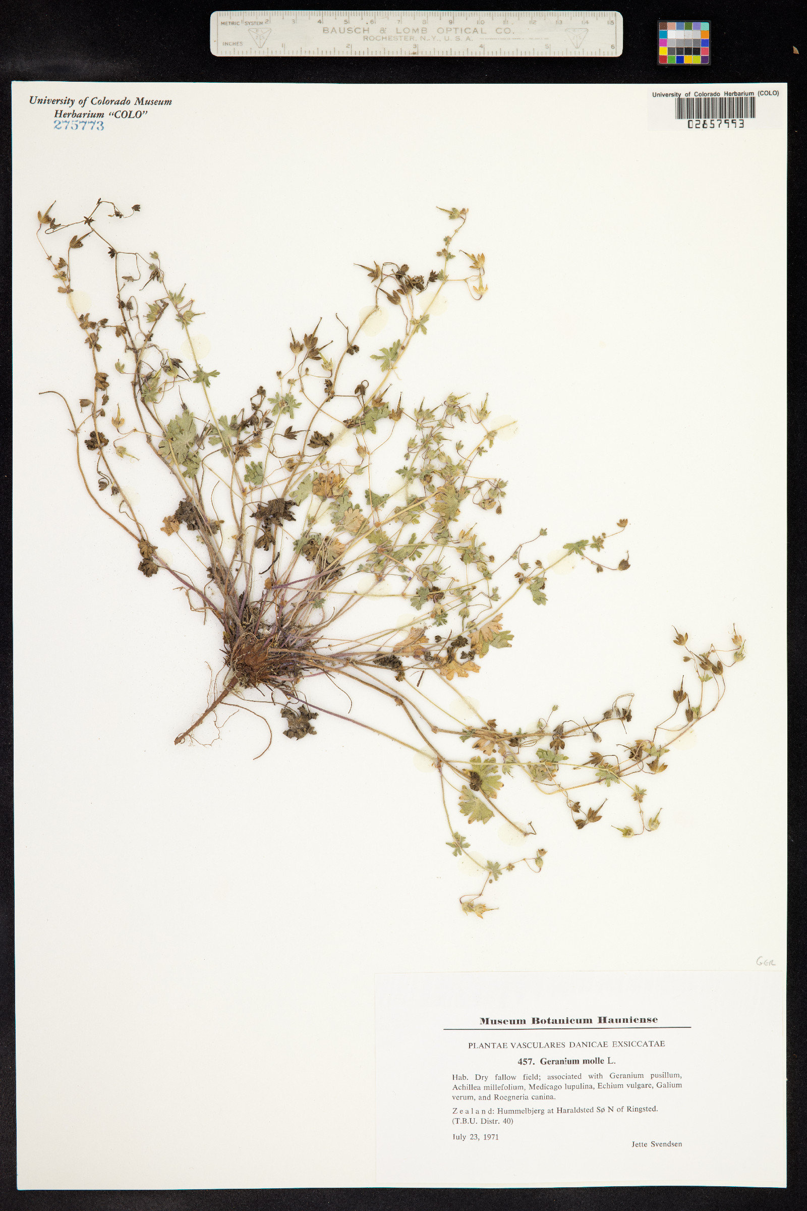 Geranium molle image