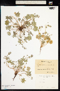 Geranium molle image