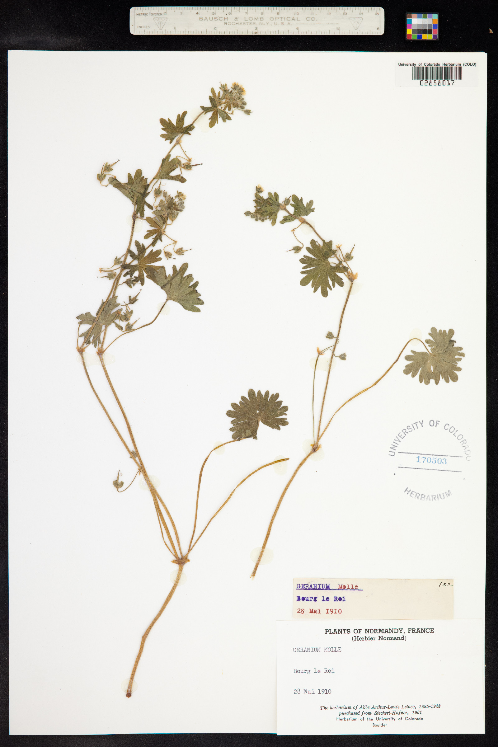 Geranium molle image