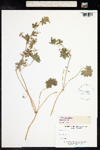 Geranium molle image