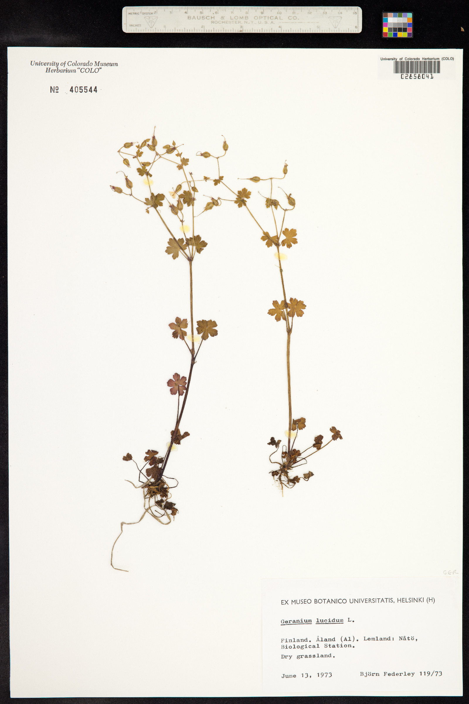 Geranium lucidum image