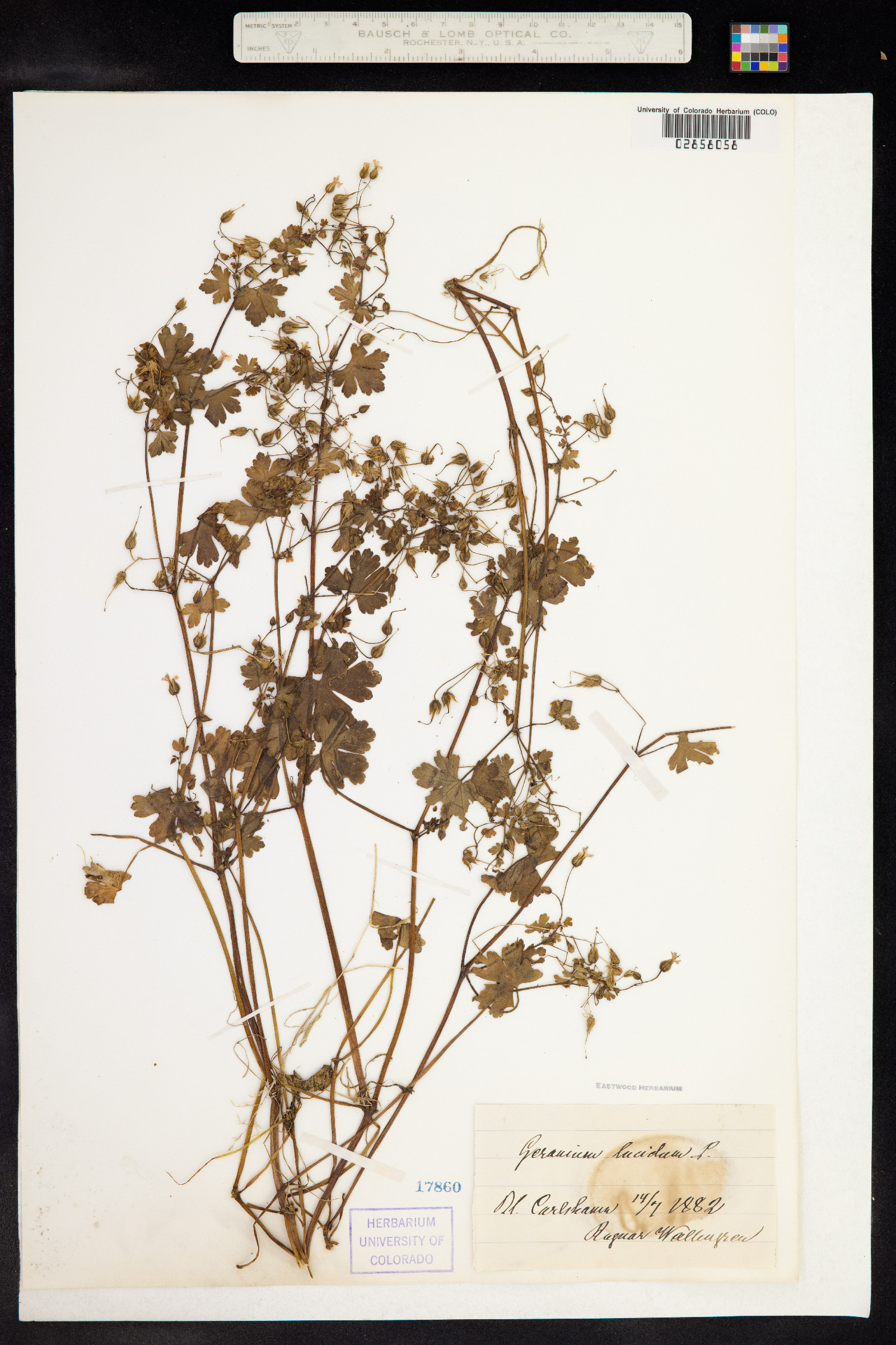 Geranium lucidum image