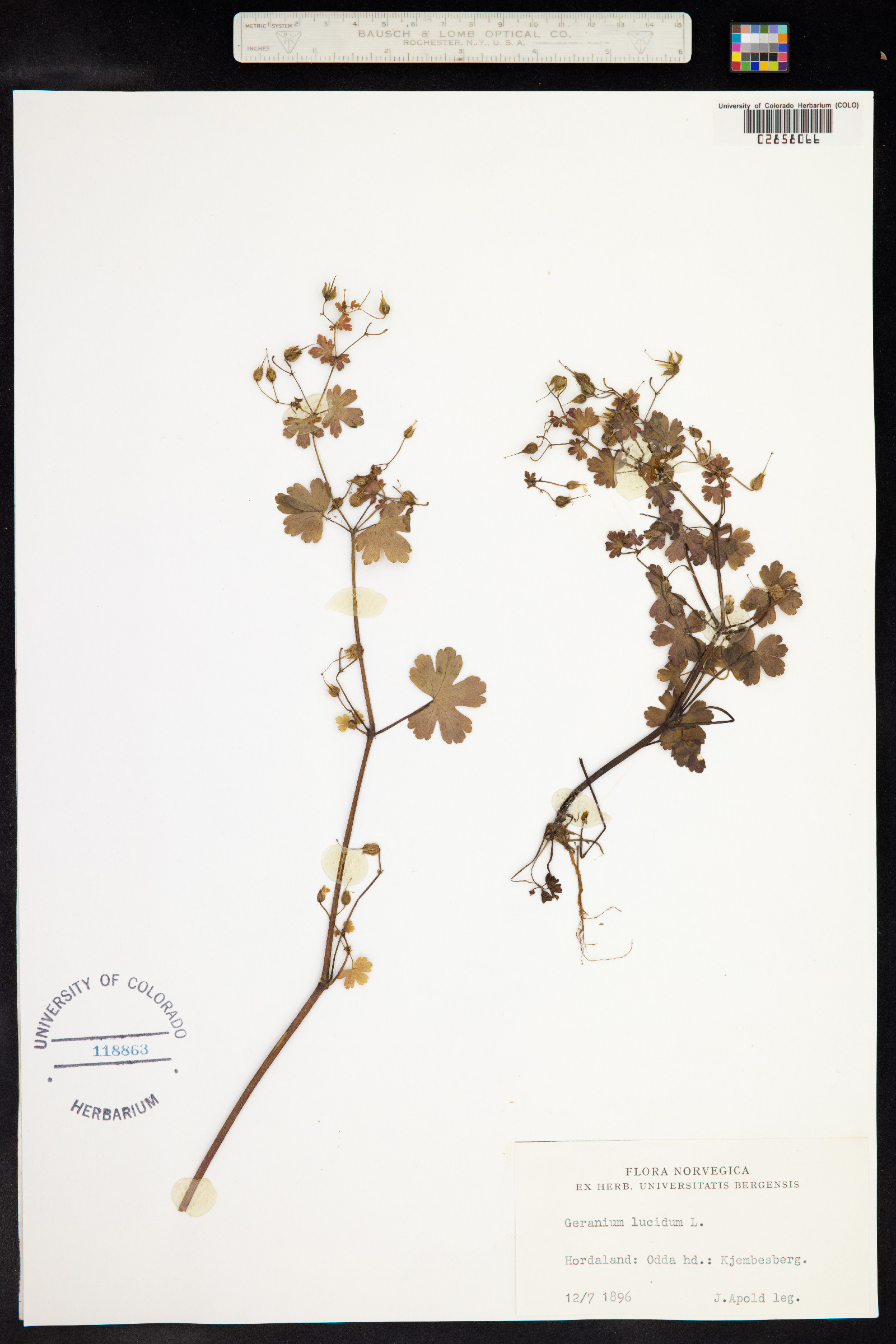 Geranium lucidum image