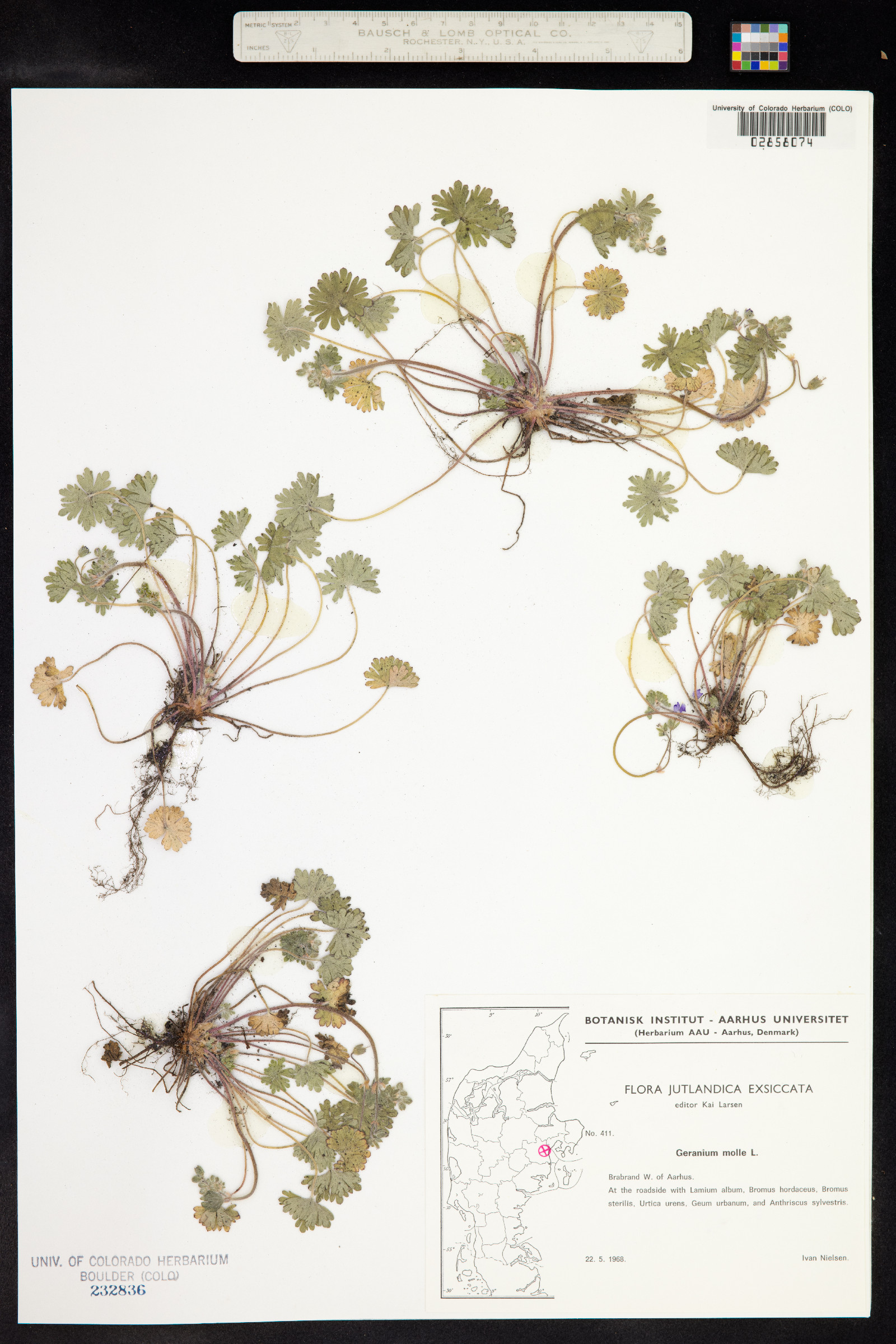 Geranium molle image