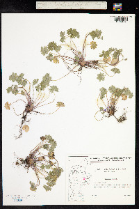 Geranium molle image