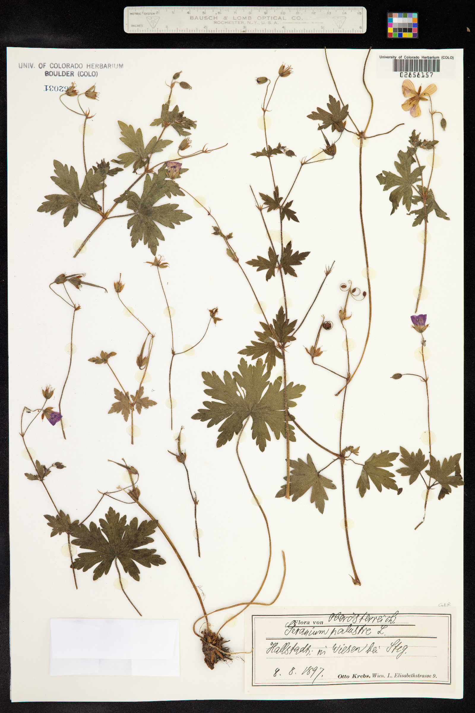 Geranium palustre image