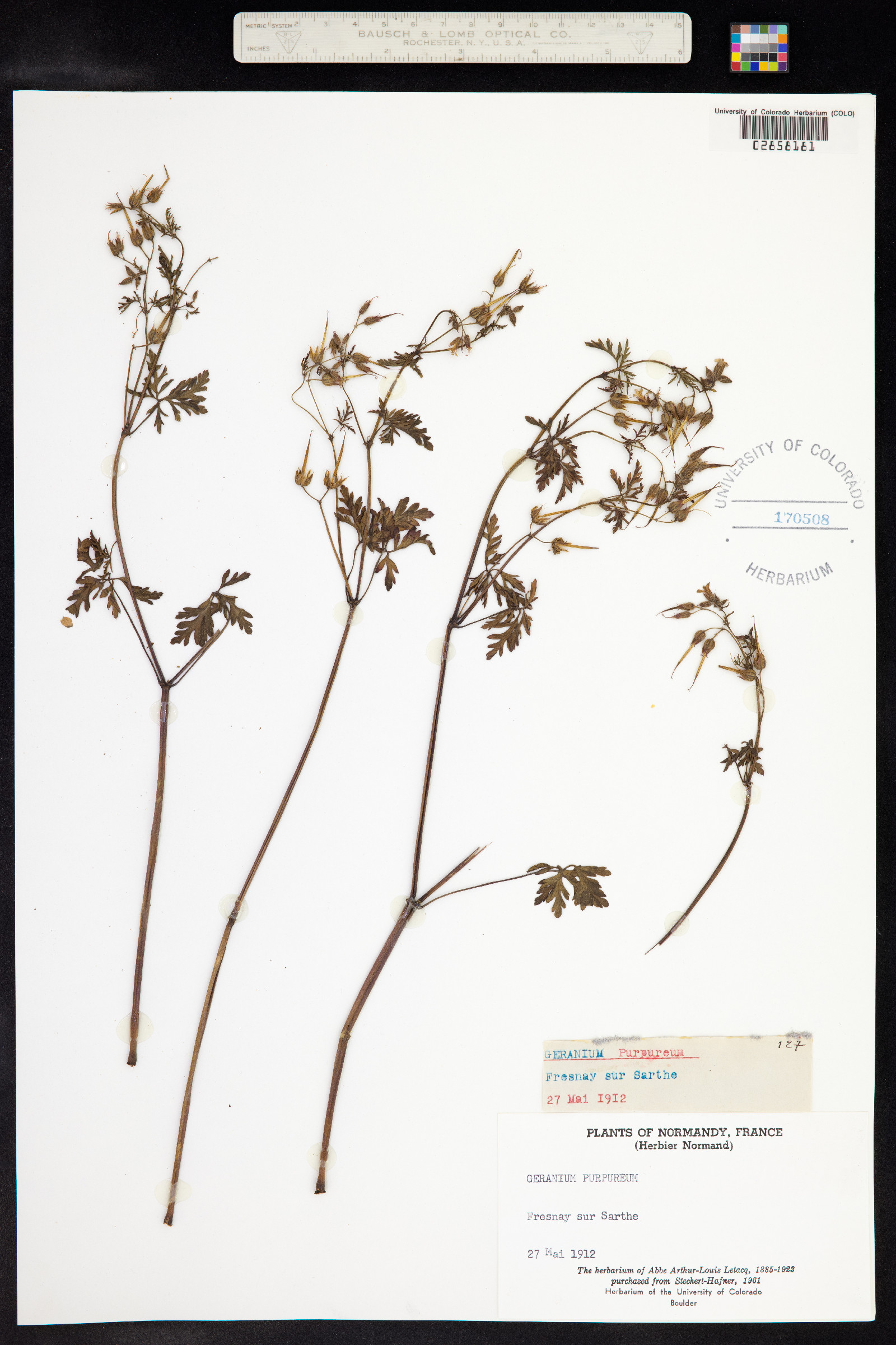 Geranium robertianum image