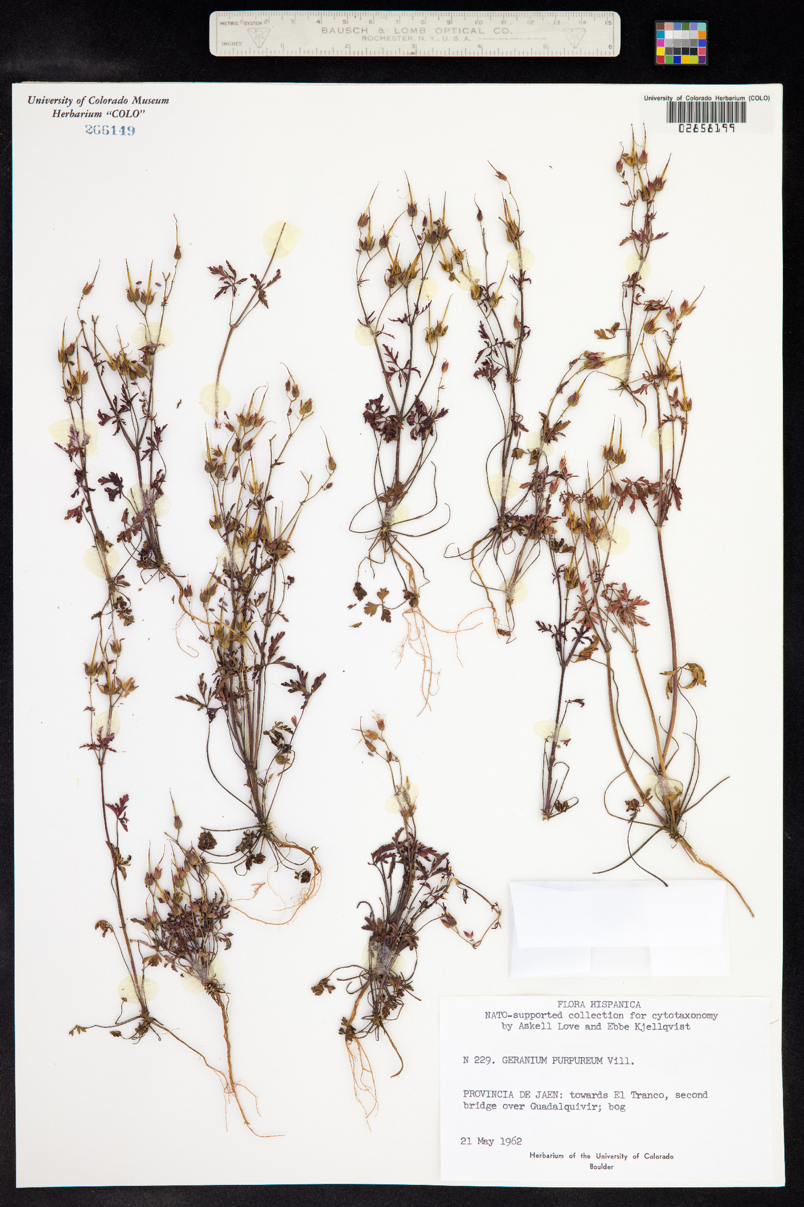 Geranium robertianum image