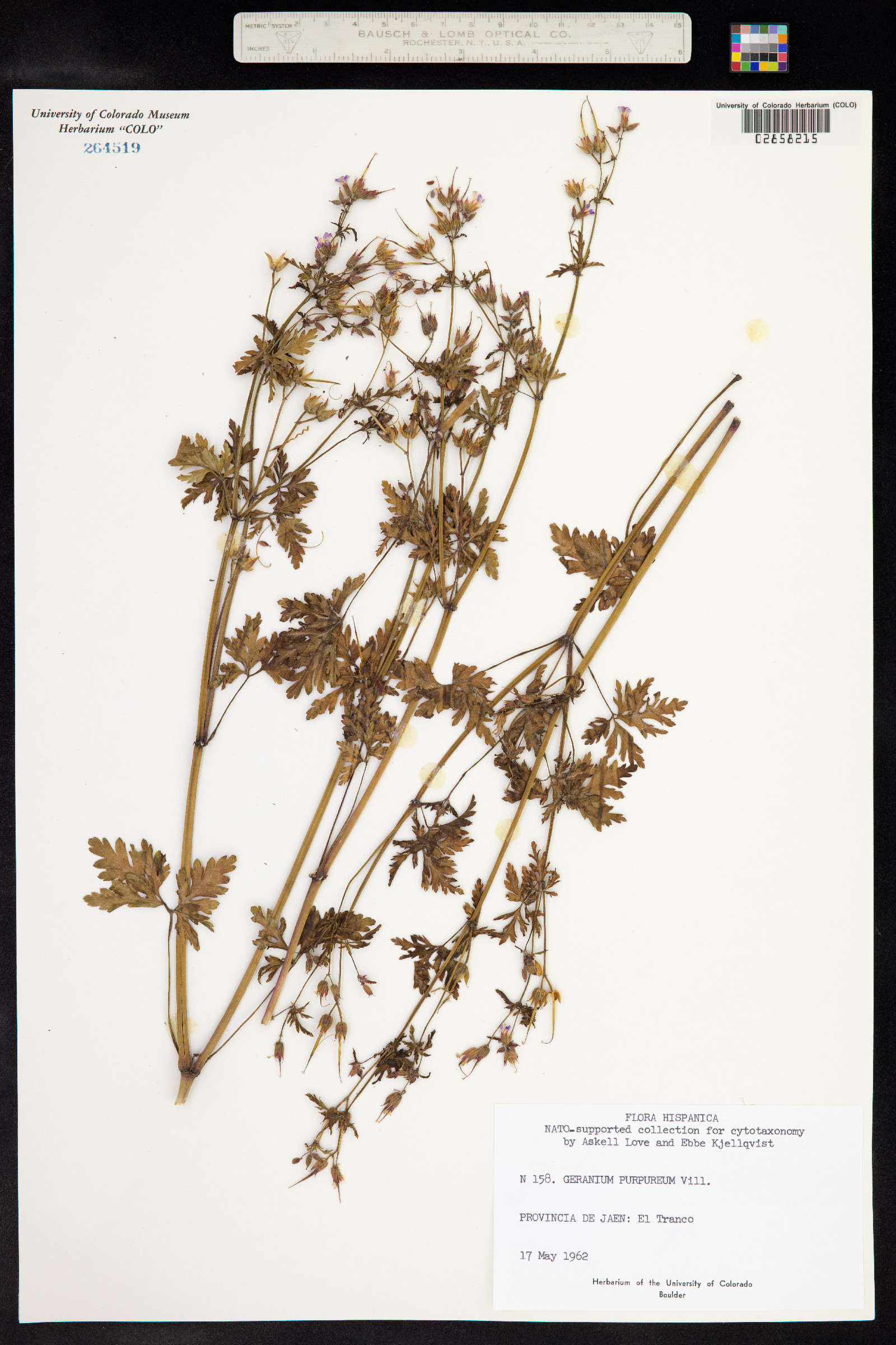 Geranium robertianum ssp. purpureum image