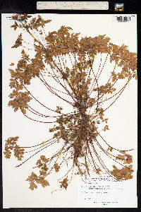 Geranium robertianum image