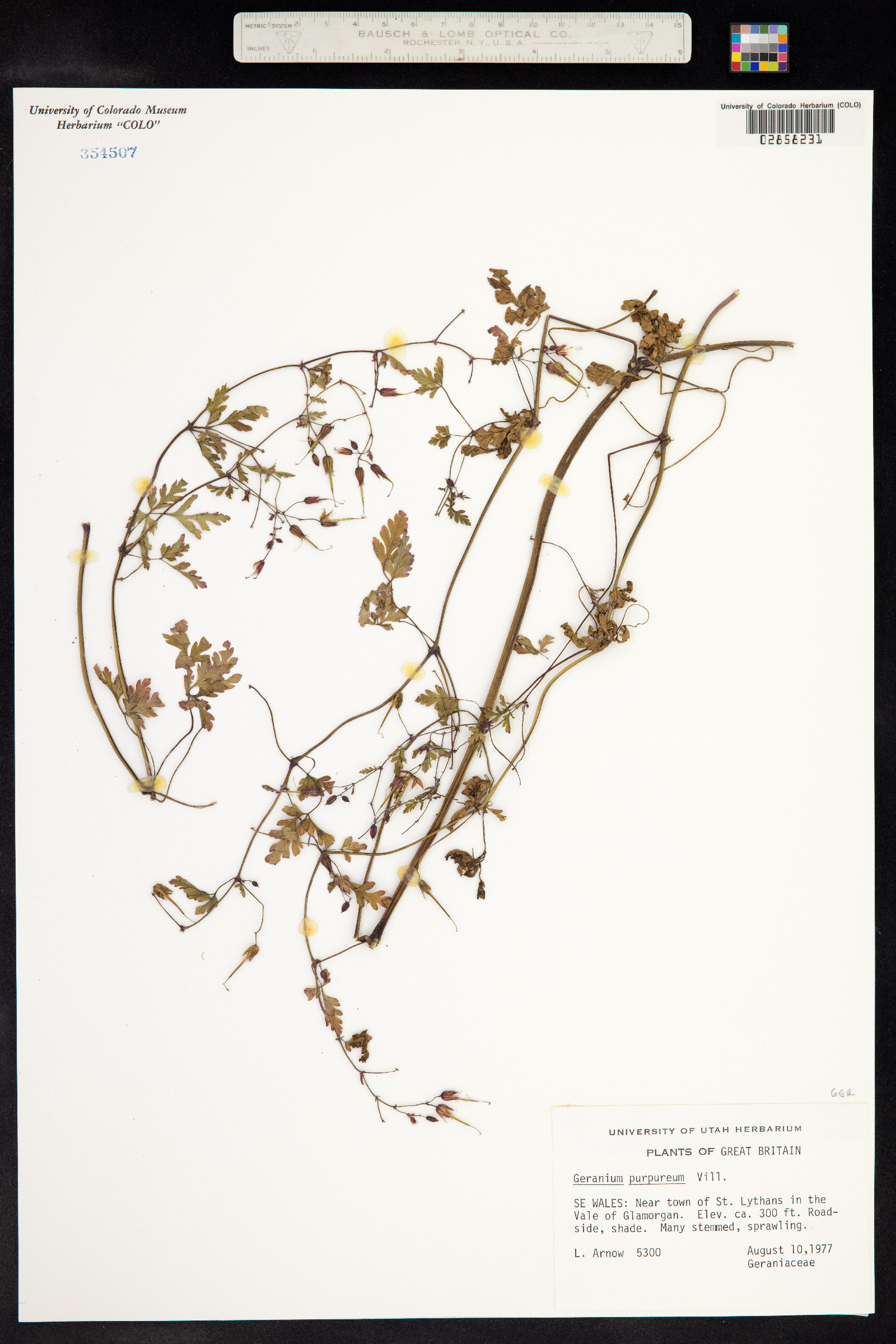 Geranium robertianum ssp. purpureum image