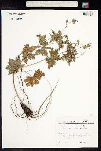 Geranium psilostemon image