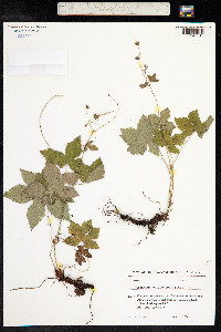 Geranium psilostemon image