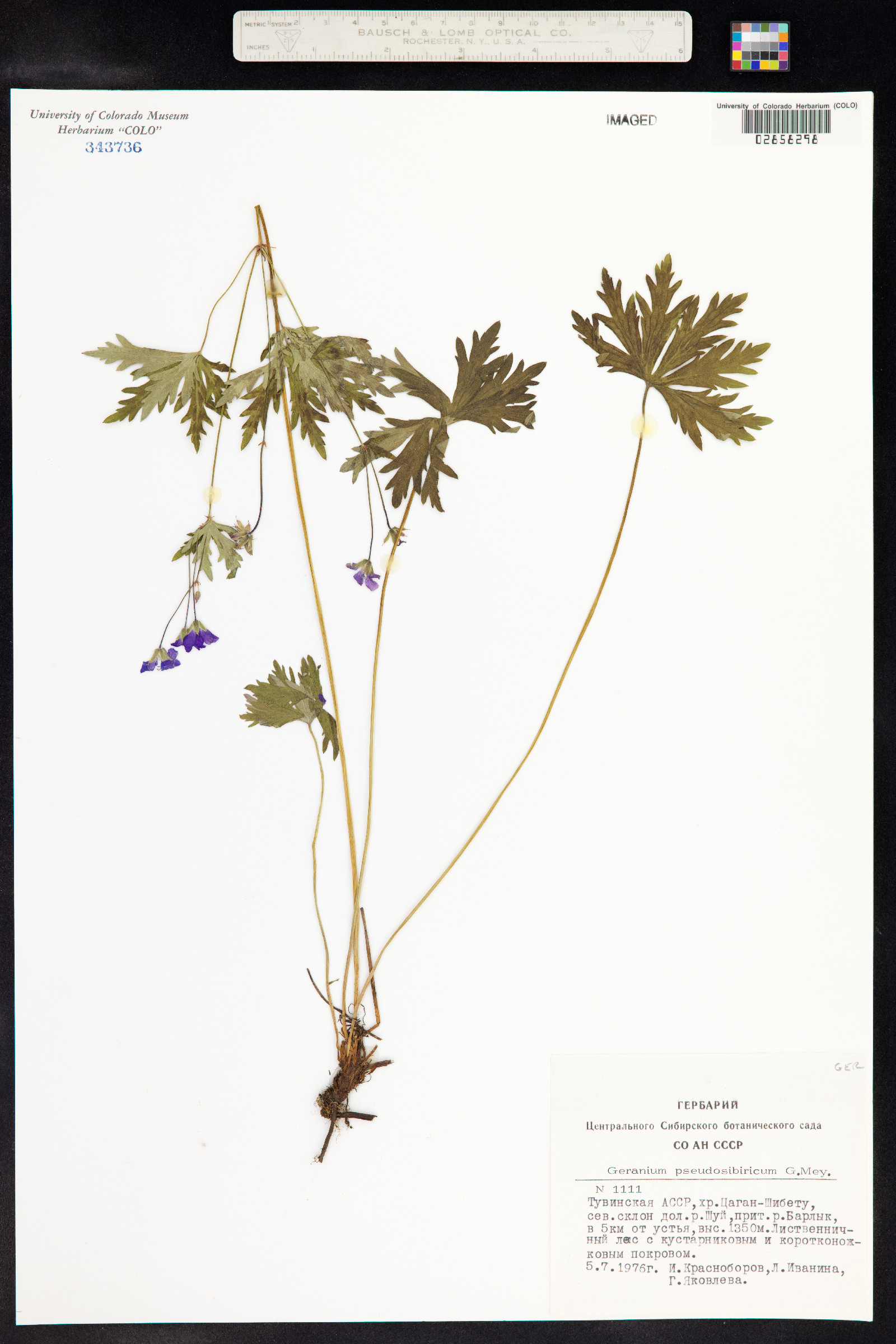 Geranium pseudosibiricum image