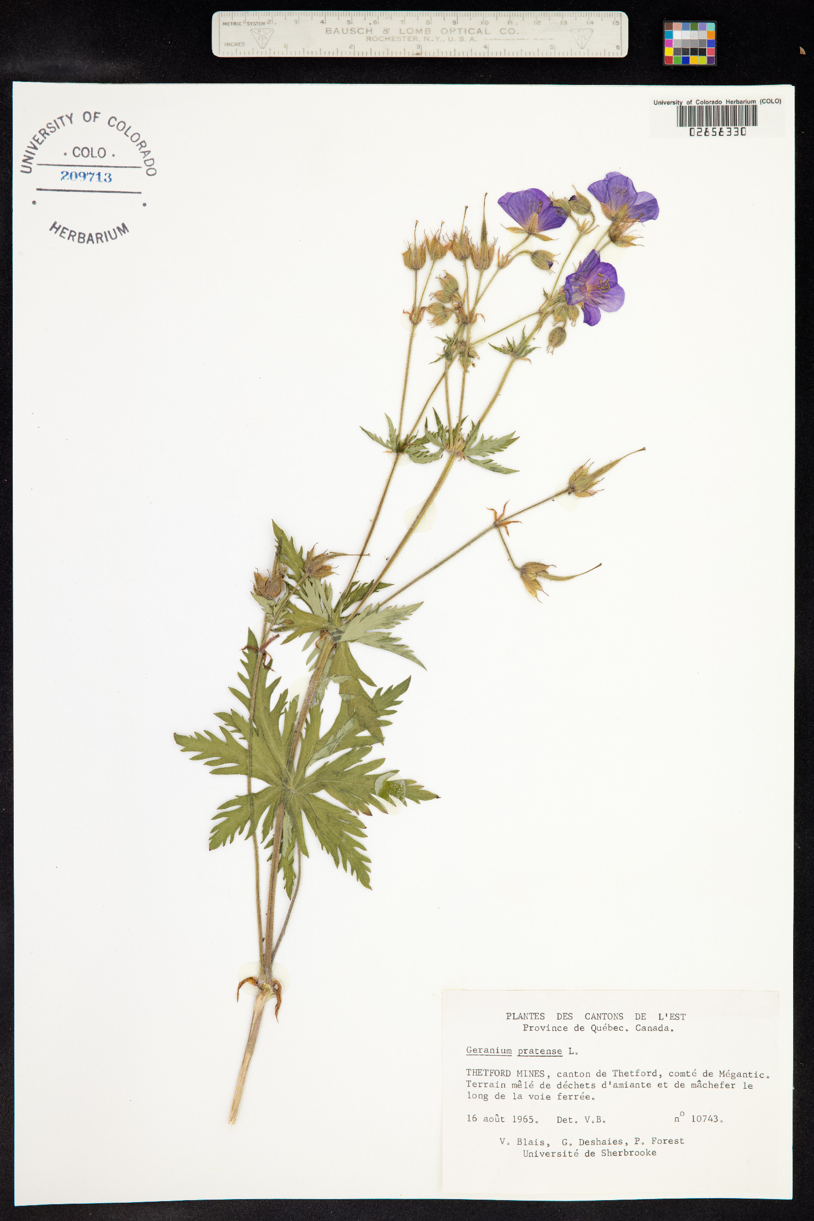 Geranium pratense image