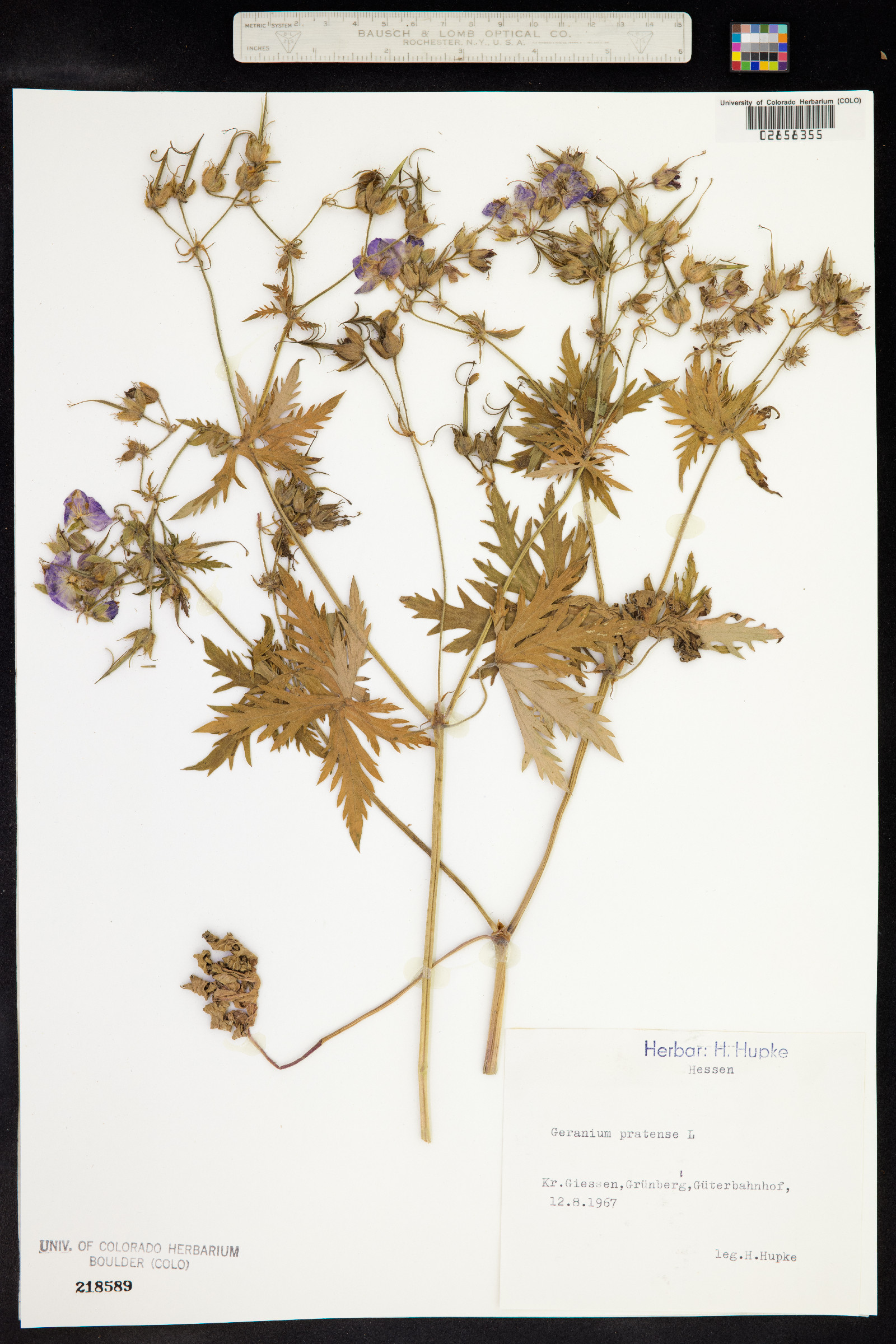Geranium pratense image