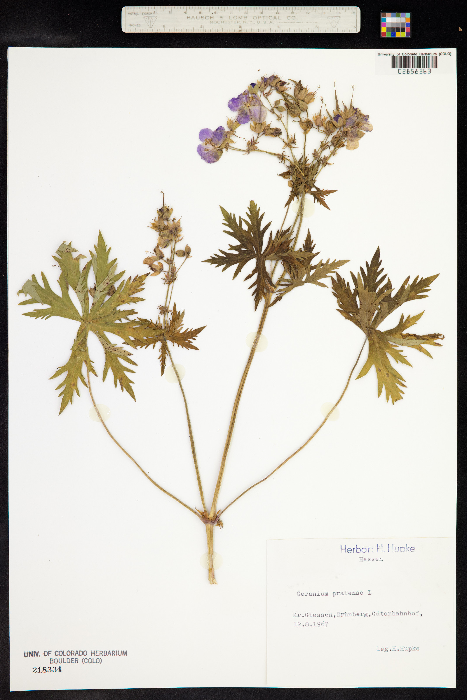 Geranium pratense image