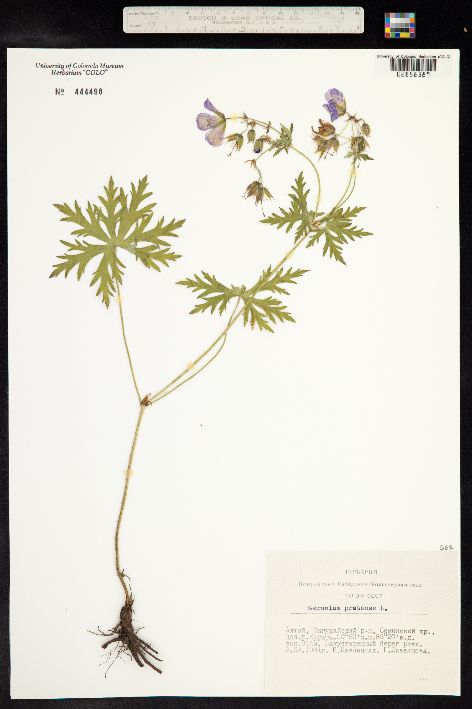 Geranium pratense image