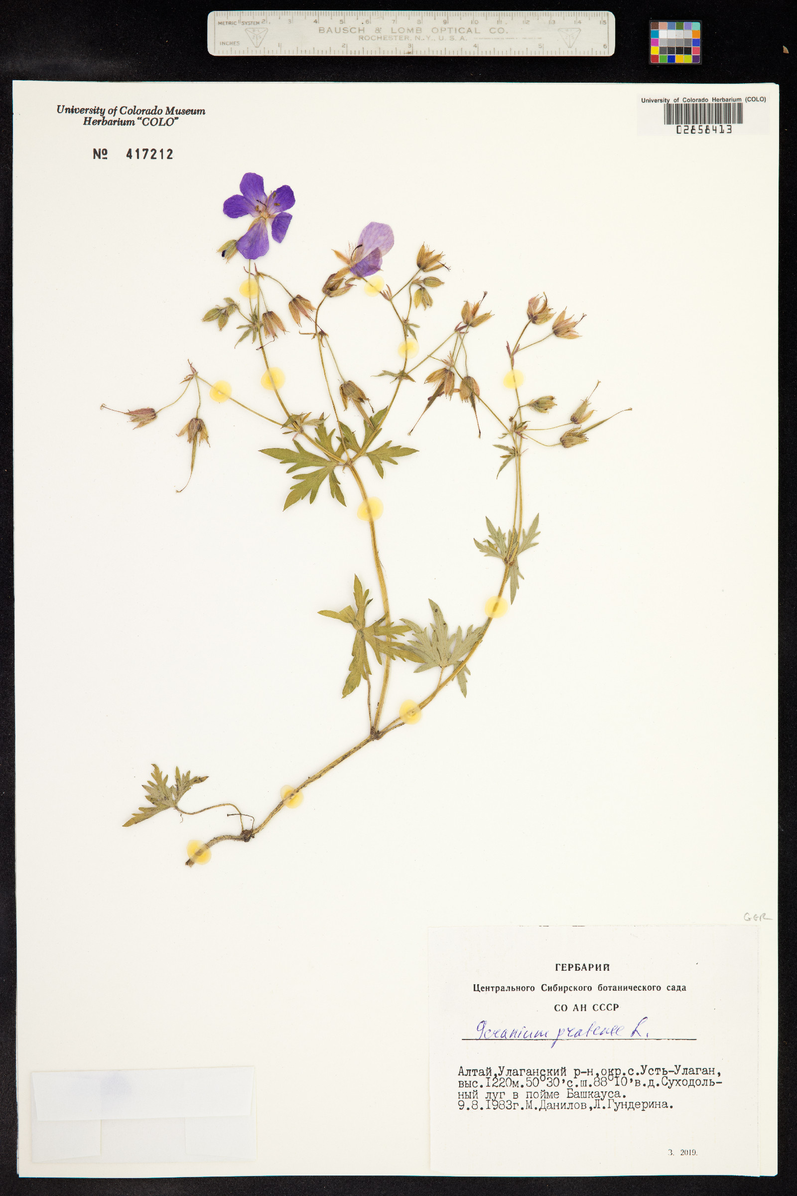 Geranium pratense image