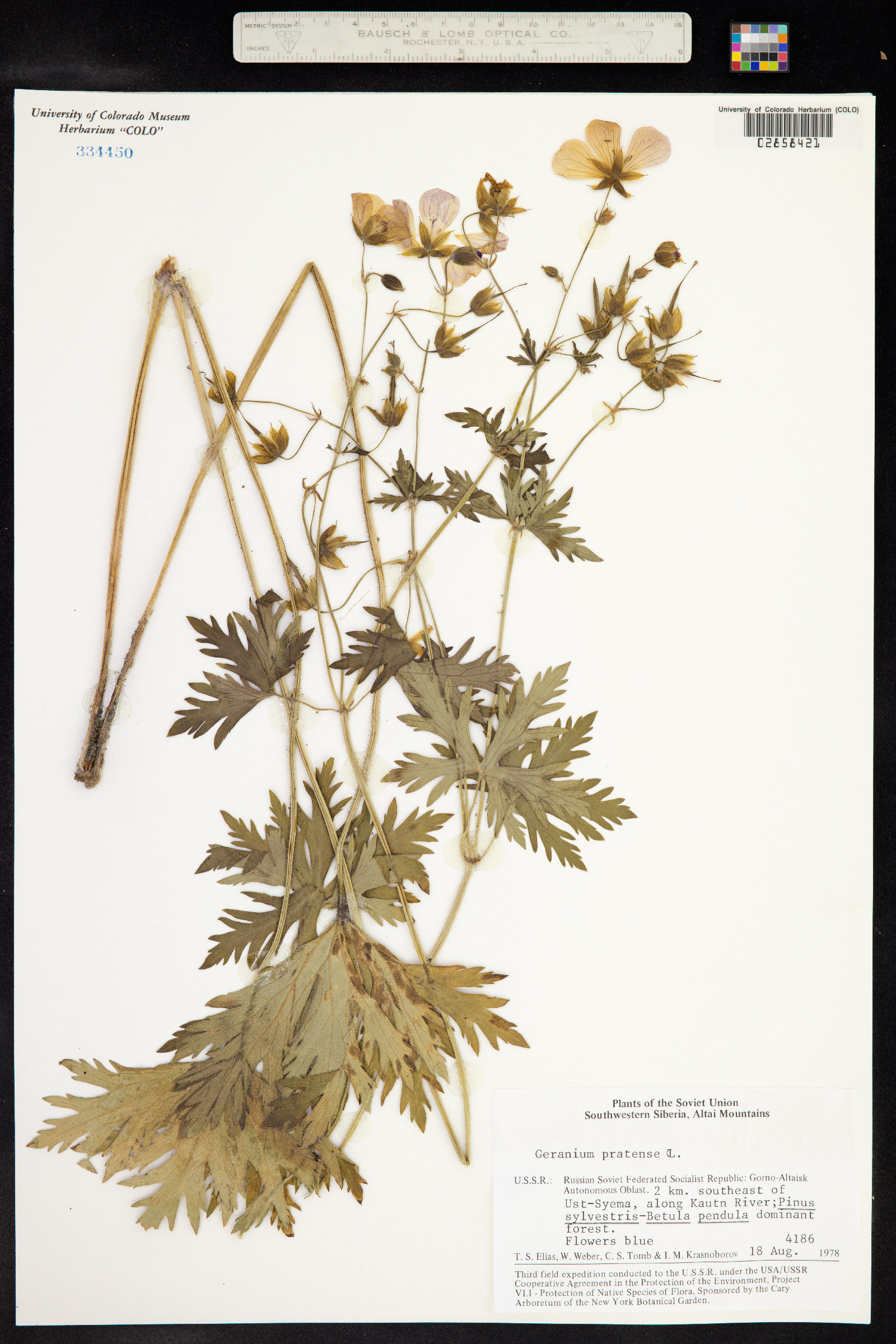 Geranium pratense image