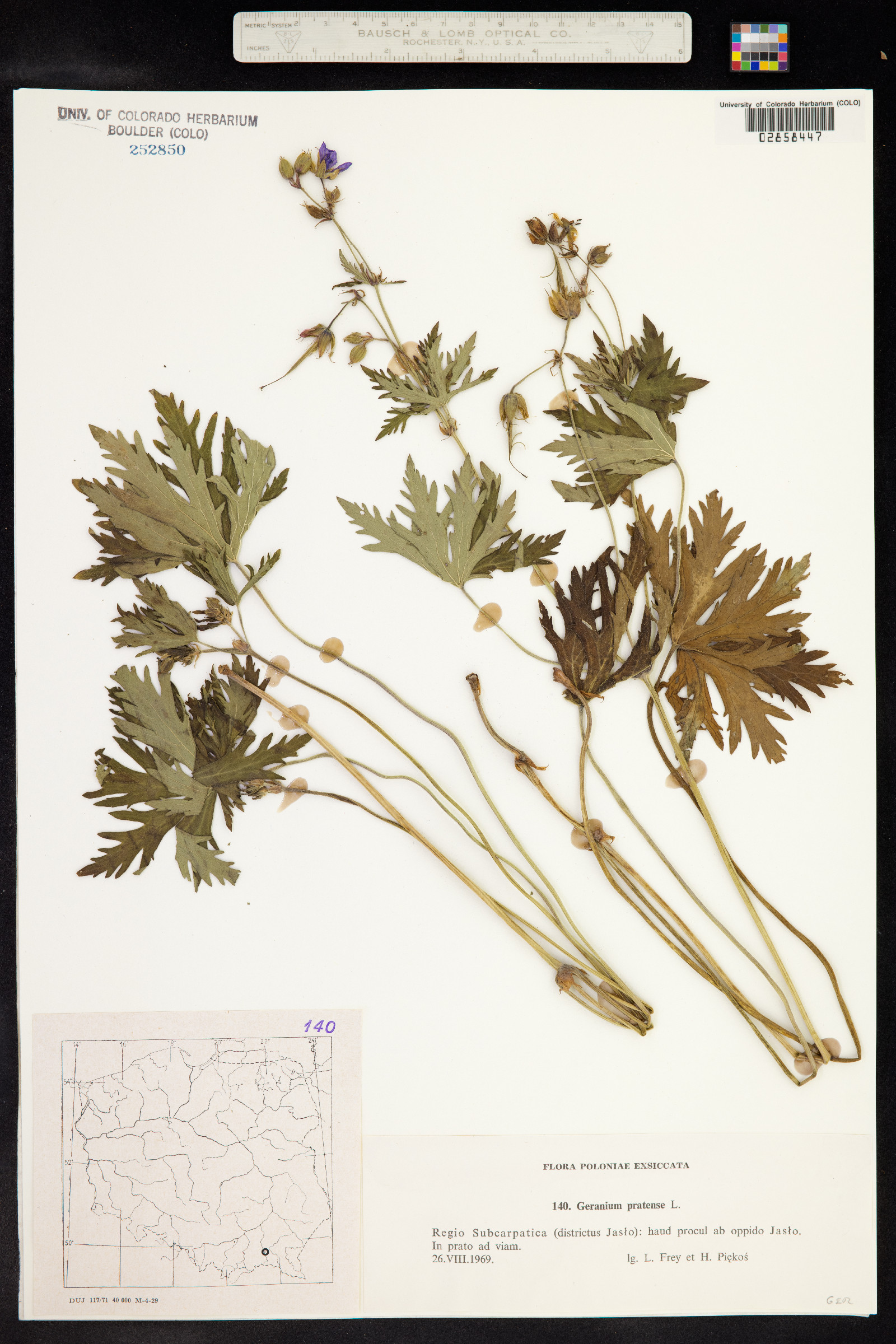 Geranium pratense image