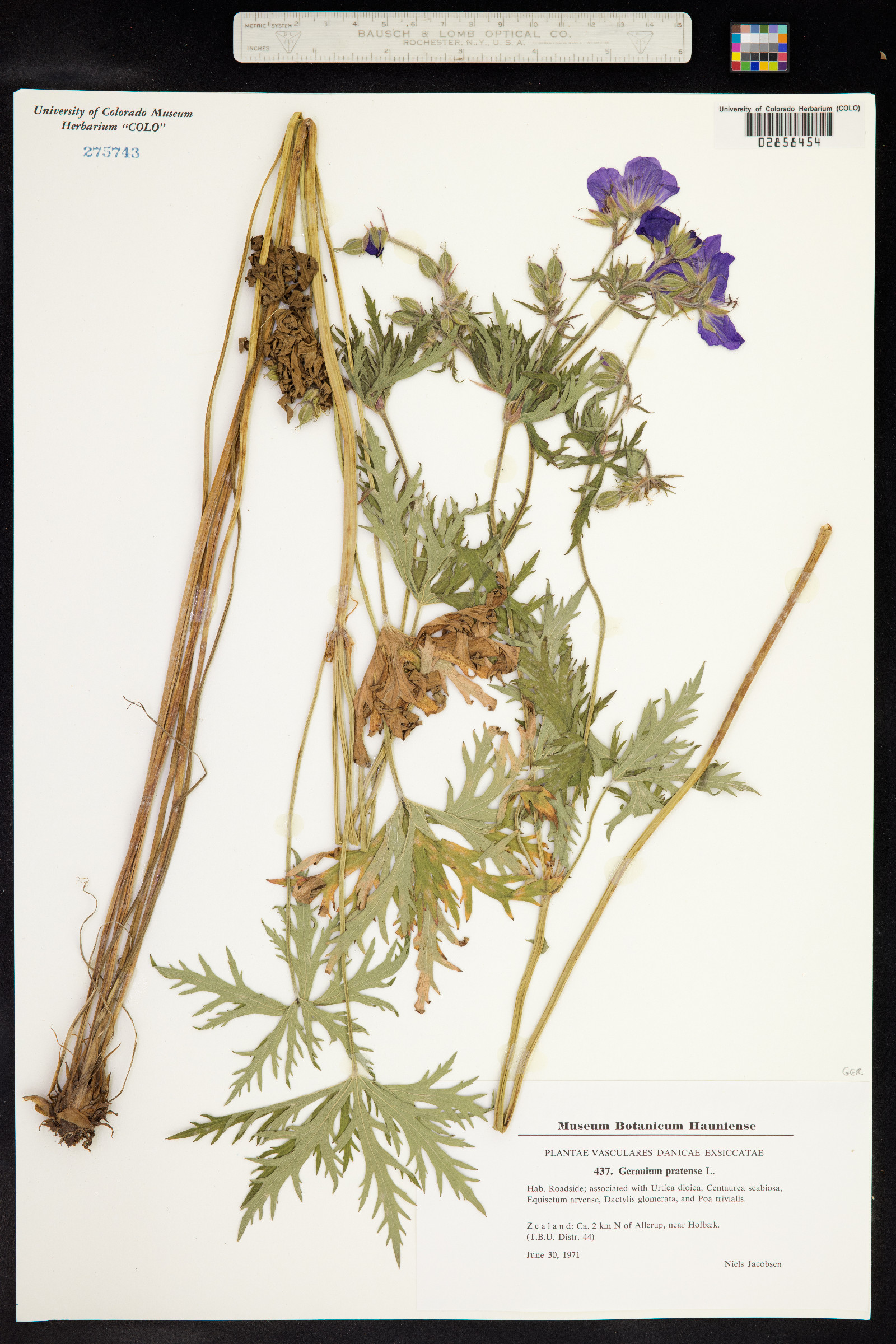 Geranium pratense image