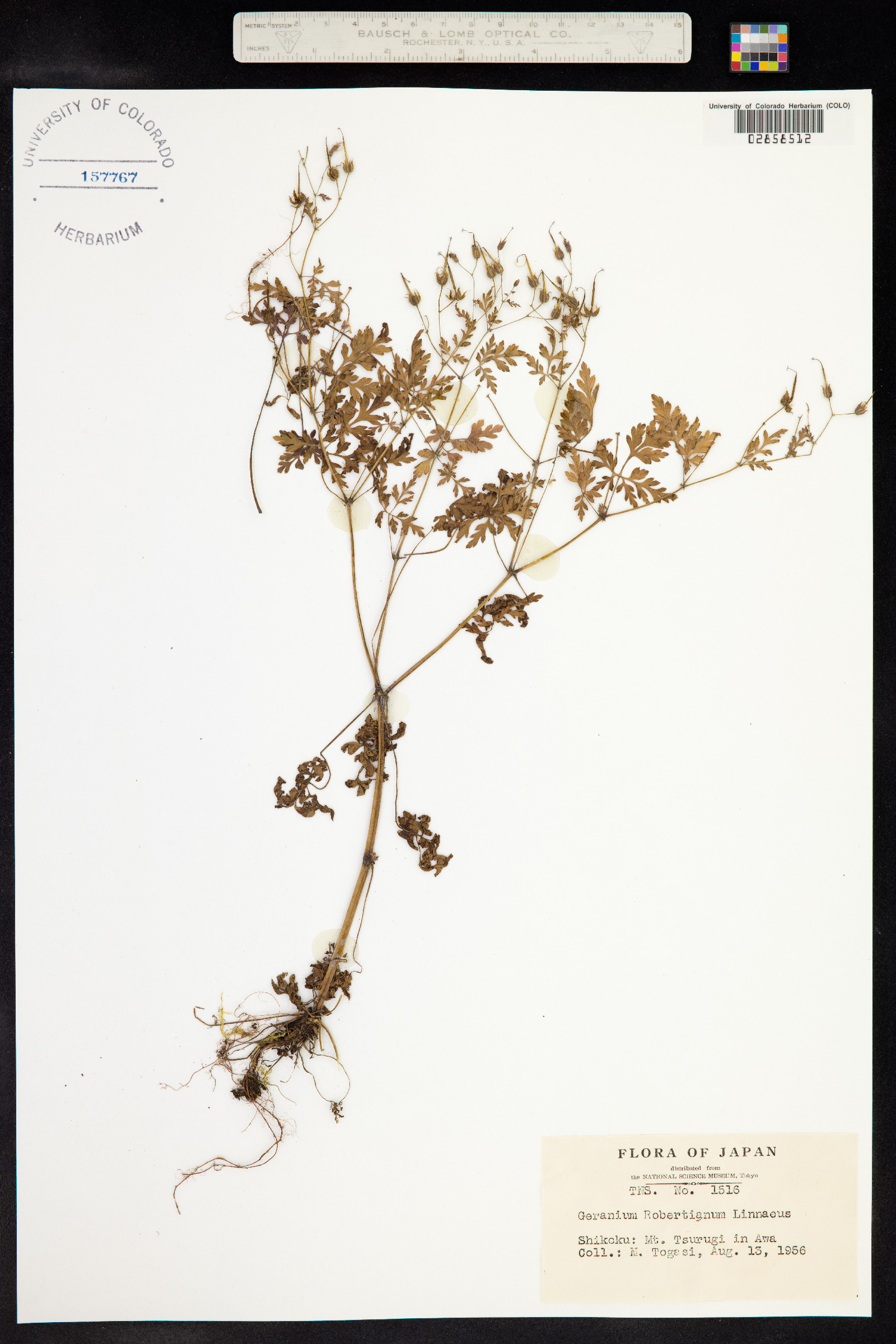 Geranium robertianum image