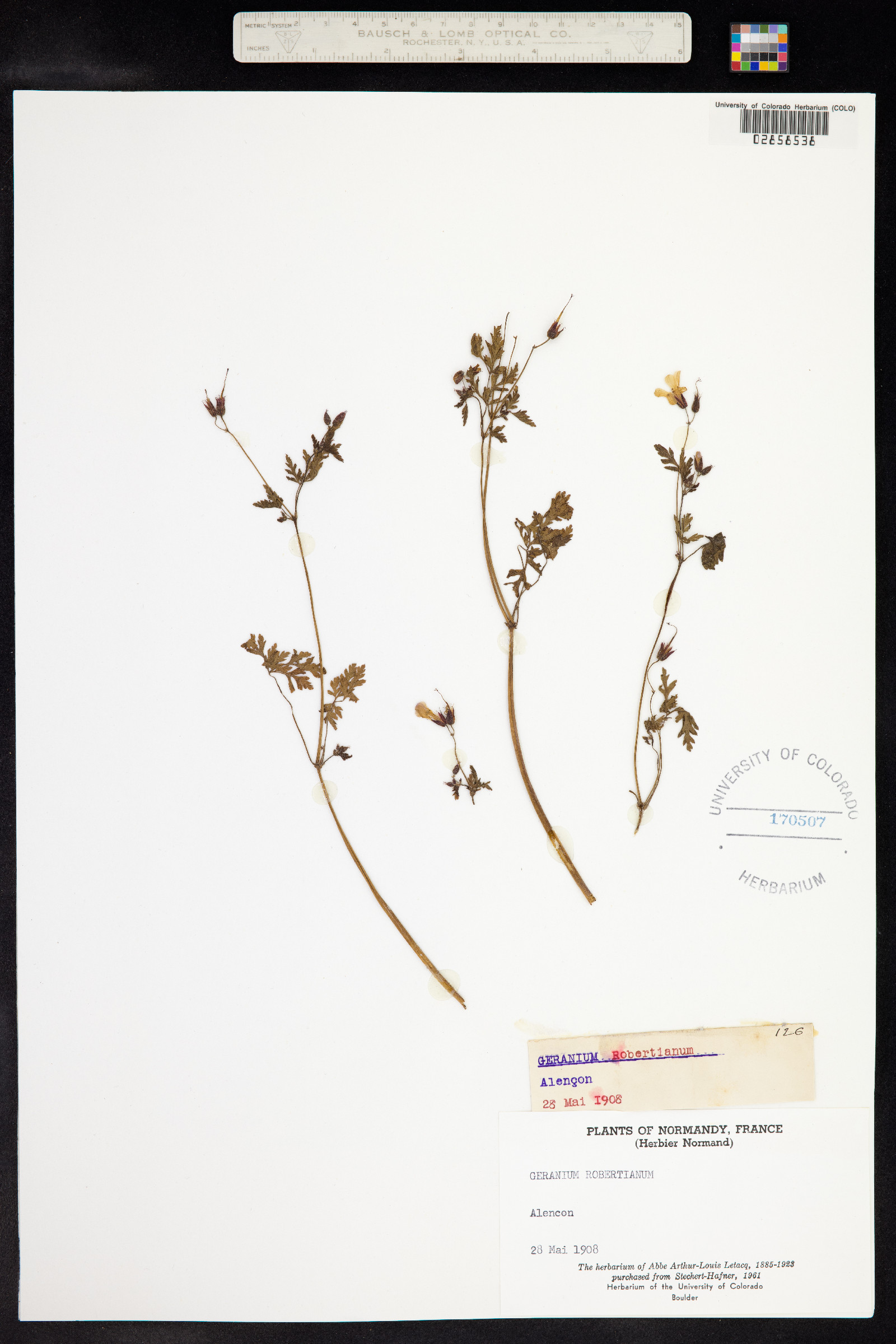 Geranium image